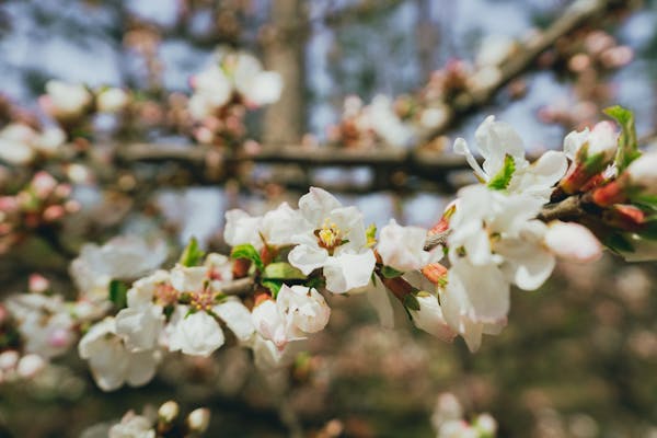 Photo by Theodore Nguyen Close-up of cherry blossoms blooming on a branch in Seoul, South Korea, during spring.